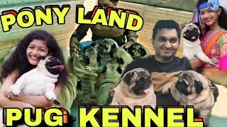 😱 PONYLAND PUG kennel 🔥( PART-1) (BEST quality PUG puppy)  All India champion lines 🏆
