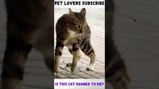 🐾💔Cat Near Death on Roadside: A Stranger&rsquo;s Last-Minute Rescue 🐱🛡️🐾💔 #cat #died #shorts