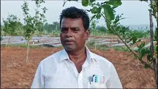 లోక సాని పద్మా రెడ్డి సలహాలతోనే కుంకుడు సాగు@తిరుపతి వాసి @lokasanipadmareddy #soapnut #farming