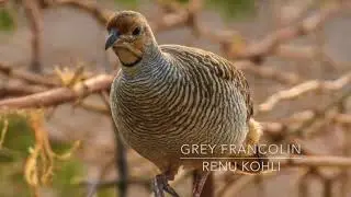 Wild Bird Trust: Camouflage!