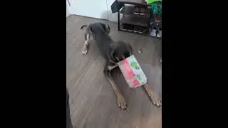 Merlin vs Box