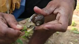 Snail Cooking and Eating | Healthy Snail Recipe | Cooking South Indian Snails in Village