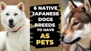 Discover 6 Authentic Native Japanese Dog Breeds To Make The Perfect Pet!''
