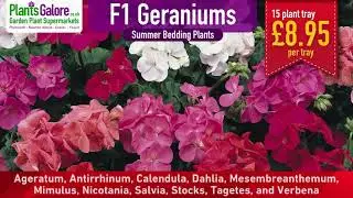 Summer Bedding Plants available at Plants Galore