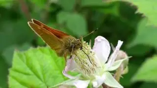 Large Skipper Butterfly (Ochlodes sylvanus) June 2016