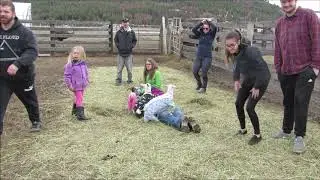 Grandma Llama & friends goat yoga weekend baby goats in pajamas baby goats playing & jumping farm