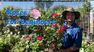 Roses for Beginners ~ SummerWinds Nursery AZ