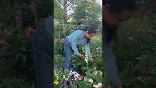 Why you should Deadhead Peonies? Garden Tip for bigger blooms🌸