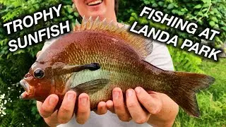 FISHING AT LANDA PARK (Trophy Sunfish and Underwater Bass Footage)