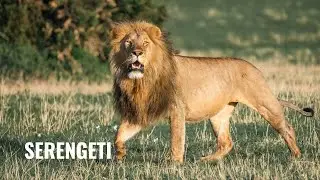 Epic Lion Hunt Fail in the Serengeti!