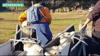 PERKINZ Double DrenchMaster