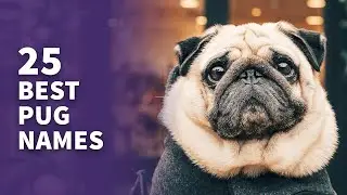 25 BEST Pug Names (Popular & Best Puppy Ideas)