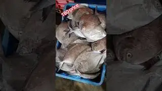180 price #fish #mumbai #gujarat #okha 🦐🦐🦐🐙🐬🐟
