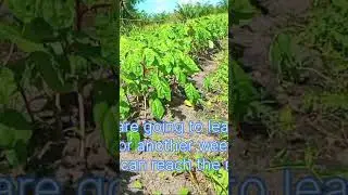 Slipery cabbage one more week before harvest #island #farming #cabbage#harvest#