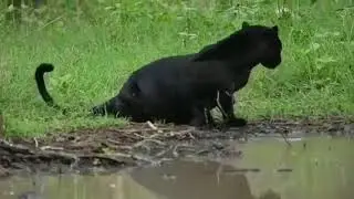 Black Panther of Kabini, Nagarahole Tiger Reserve, Karnataka.