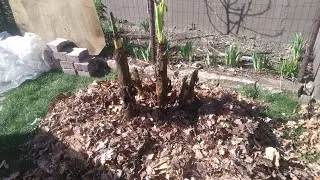 (191) Bananowiec musa basjoo po zimie w budce foliowej wypełnionej liśćmi 🍌😉