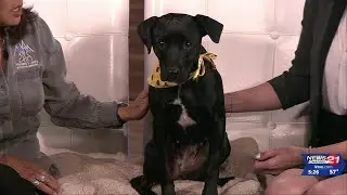 Pet Pals: Sweet Bebe is shy, but warms up quickly