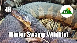 Swamp Exploring For Winter Wildlife!