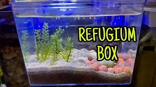 Update lọc Refugium cho bể c&aacute; biển Cubic 40 (Refugium box)