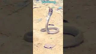 monocol cobra snack #cuteanimals #beautiful #love #saveanimals #cute #naagin #cobra #monocol_cobra