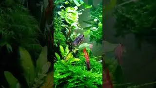 Шоколадка и тигры в пижамках #freshwatertank #plantedaquarium #chocolategourami #dariomyanmar
