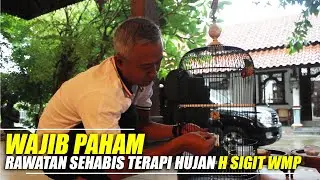 WAJIB TAHU !!! Perawatan Sehabis Terapi Hujan Seperti Lovebird Kusumo H. Sigit WMP