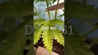 Day 61 - ✂️🥦 Quick Trim and Bud Close-Ups | Cannabis Grow #plantgrowth #420community #shorts
