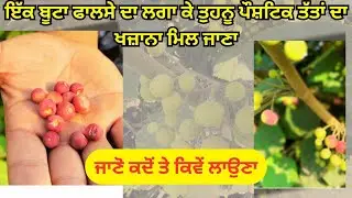 ਪੌਸ਼ਟਿਕ ਫਲ ਫਾਲਸੇ ਬਾਰੇ ਪੂਰੀ ਜਾਣਕਾਰੀ ਲਈ ਵੀਡੀਓ #phalsa#fruit#nutrients