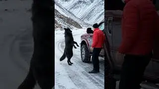 Wolf Child Trapped in a Locked Cage | Emotional Rescue Story