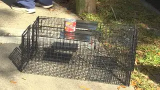 Nine cats rescued by Animal Resources from a cat hoarding situation in Northeast Gainesville