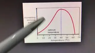 العوامل المؤثرة على فعالية الانزيمات Factors Affecting the rate of Enzyme Reactions
