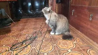 Vlog - Убираю новогодние игрушки. Уронила ёлку. Много пыли. #Кристи#Карамелька