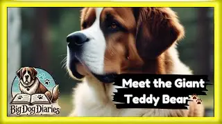 In Less Than 90 Seconds: Why Saint Bernards Are the Ultimate Love Bugs 🐾