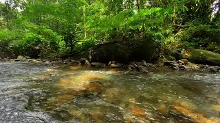 Hidden Forest River ASMR 🌊 Soft Stream Sounds (No Music, No Talking)