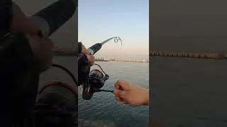Queenfish on littma 30grm jig  #dubaifishing #queenfish #fishingislife #followforfollowback