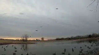 Canada Geese feet down beat down on a Kansas pond!!