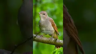 A small passerine bird known for its powerful and beautiful song💞