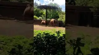 Google Home en el #zool&oacute;gico de Chapultepec ahora con los camellos 🐫 #shorts #comedia #googlehome