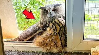 沼からフクロウを救った１瞬間後…予想もしなかった結末に驚きを隠せない！【感動実話】