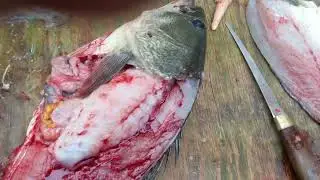 Black Bass Autopsy