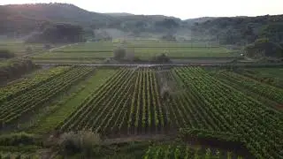 🟢 VINEYARD - Drone View  I Calm Relaxing Healing Chill MUSIC
