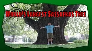 World's Largest Sassafras Tree/A Tree 250-300 Years Old - Owensboro, Kentucky