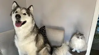 Rescue Dog Meets A Cat! First Time Ever! Lifewithmalamute's Milo
