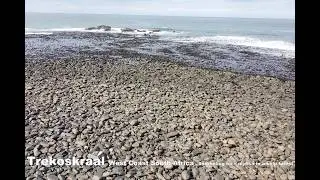 Trekoskraal Snorkeling for crayfish in a kelp forest