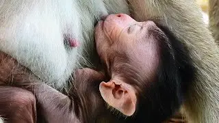 NONSTOP DRINK MILK BABY. CUTE BABY FALLING SLEEP WITH YUMMY MILK MOM.