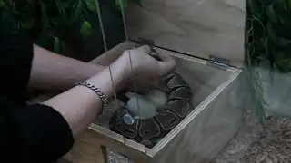 Reproduction Python Regius Albinos X Het Albinos (Partie 1) 