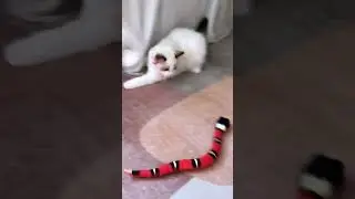 The Smart Sensing Snake Toy does indeed looks real! #smarttoy #snake #fakesnake #catsmoves #ineedthi