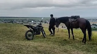 kabardian horse🐎