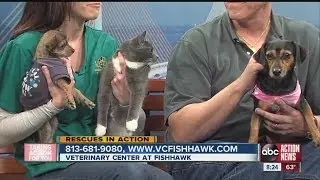 Rescues in Action: Two Dogs and a Cat