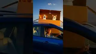 Cat & Dog Buy a New TV part 2 #shortsfeed